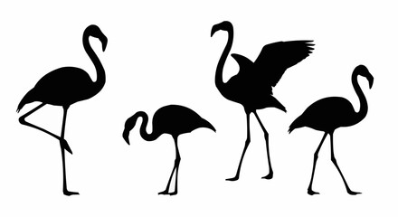 Obraz premium Graceful flamingo silhouette set showing elegant standing and wading poses isolated on white background for modern tropical design use