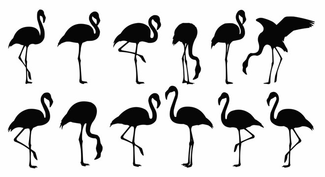 Graceful flamingo silhouette set showing elegant standing and wading poses isolated on white background for modern tropical design use