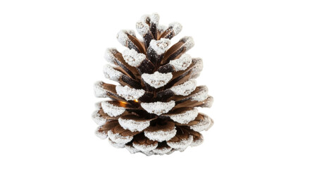 Snow-dusted pine cone on black background showcasing winter nature details