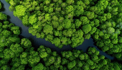 Breathtaking Aerial View Of A Lush Mangrove Forest: An Abundance Of Trees In A Healthy Rainforest Ecosystem Seen From Above