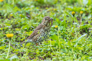 Bird with beak full of earthworms in spring grass