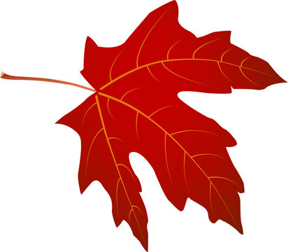 Red maple leaf with arc +25 effect rotated 270&deg; &mdash; isolated vector for autumn design, stickers, cards, crafts and print projects. EPS + high-res JPEG included.