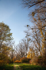 Autumn gold color trees czechia