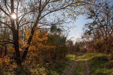 Autumn gold color trees czechia