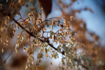 Giant tree in autumn forest way