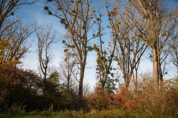 Autumn gold color trees czechia