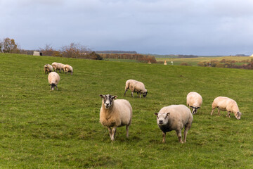 Pile of decaying wood, wire mesh, and roofing from a collapsed poultry house surrounded by overgrown grass and autumn woodland at an abandoned farm