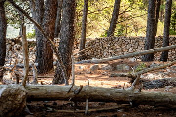 Old, stone drywall in the dried out pine tree forest on Cres island, Croatia