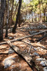 Old, stone drywall in the dried out pine tree forest on Cres island, Croatia