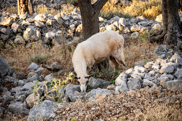 Sheep grazing dry grass in the olive plantation at the Cres island, Croatia