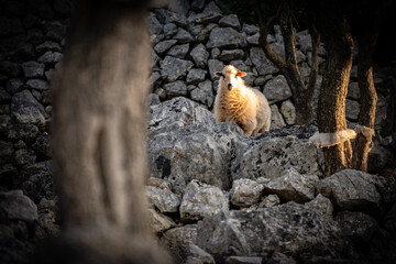 Sheep grazing dry grass in the olive plantation at the Cres island, Croatia