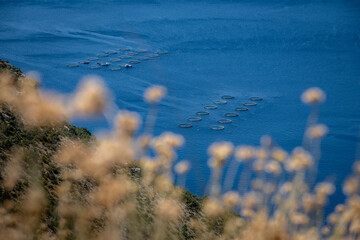 Fish farming cages in the blue sea of Cres island, Croatia used to hatch and produce commercial fish