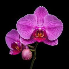 A vibrant pink orchid blossom, exquisitely detailed, showcasing its delicate petals and elegant form. Perfect for themes of beauty and nature ,botanical ,wellness ,growth