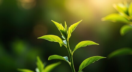 A vibrant plant reaches skyward, bathed in golden light. Lush green foliage thrives under clear, brilliant conditions. Nature's bounty flourishing ,peaceful ,vibrant ,nature