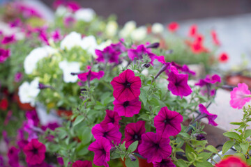 Vibrant pink petunias blooming by a city river