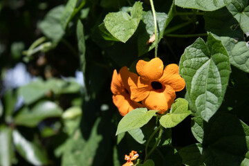 yellow flowers and green leaves