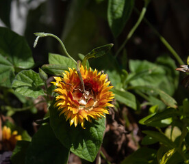 a single star in the green garden