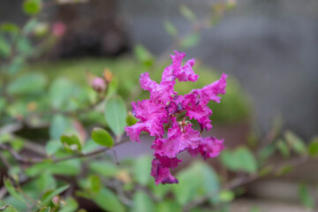 pink wonder in the bright garden