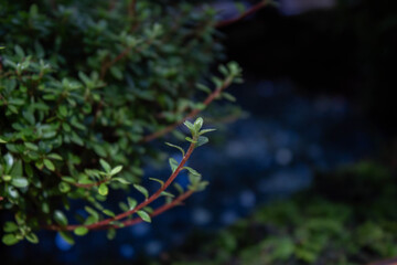 green leaves on red branches