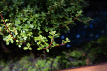 close up of green leaves