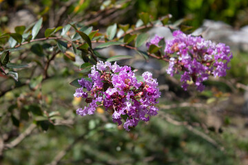 Crape Myrtle flowers in the garden