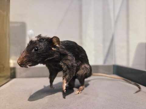 A dark-furred rat, possibly a preserved specimen, stands with a small white device on its head in a sterile environment.