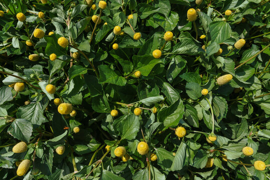 Jamb&uacute;, a planta nativa da Amaz&ocirc;nia que faz tremer os l&aacute;bios