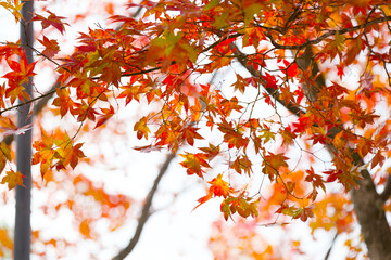 清水公園の紅葉