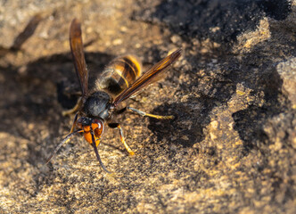 A winter sunset on the Cantabrian coast of Galicia, watching gannets and clouds...!