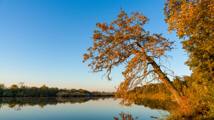 Beautiful autumn colors in the forest by the lake where the old oak tree bent over the water