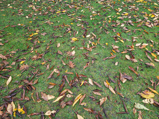 A vibrant green lawn is covered with a scattered array of brown and yellow fallen autumn leaves, creating a textured ground pattern.