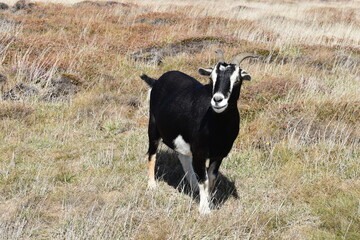 une ch&egrave;vre noire et blanche