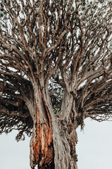 View of the trunk and crown of an ancient dragon tree.