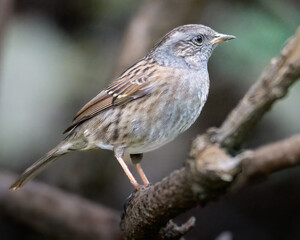 Dunnock,  Prunella Modularis,, perched in Woodland near Rowlands Gil, Gateshead. October 2025