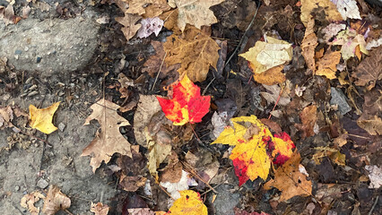 Colorful and Dead Leaves on the Ground