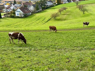 cows grazing in a field
