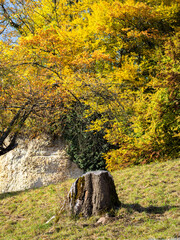 Tree Stump Amidst Vibrant Autumn Foliage