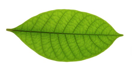 Obraz premium Vibrant green cocoa leaf specimen isolated on pure white background, showcasing tropical botany and agriculture concepts for natural design ,environment ,high key ,healthy
