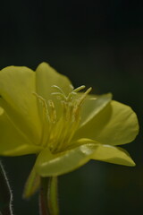 Yellow flower Bloom in Soft Light.