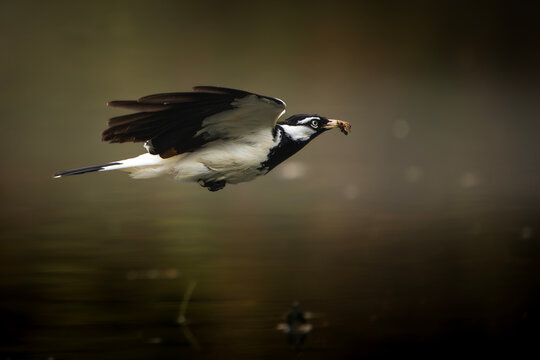 Magpie Lark mid-flight after catching its prey. Taken at Keith Boden Wetlands.