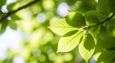 Obraz premium Green Leaf Serenity Sunlight Filtering Through Fresh Foliage in Vibrant Springtime Scene