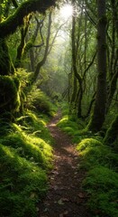 Fototapeta premium Sunlight streams through a lush temperate forest canopy, illuminating the vibrant green moss and foliage along a quiet woodland path ,woods ,trail ,foliage