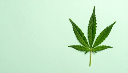 Single cannabis leaf on a light green background
