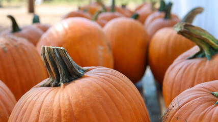 Pumpkin patch fall decoration craft