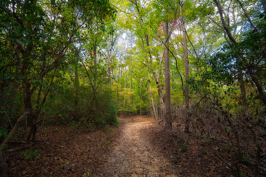 Fantasy Forest Trail