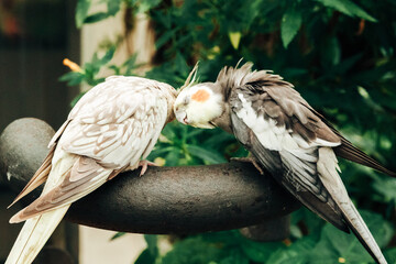 Two cockatiels nymphs are basking on a fence.