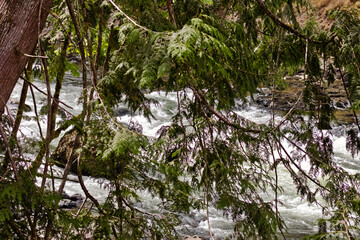 View through evergreen branches overlooking the Snoqualmie River, capturing the quiet motion, depth, and natural beauty of Washington’s wild forests.