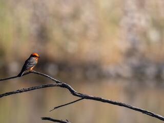 Vermillion flycatcher perched on tree branch in Arizona