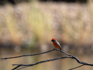 Vermillion flycatcher perched on tree branch in Arizona