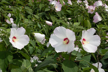 A trio of white Swamp Rose Mallow (Hibiscus moscheutos) flowers next to each other in a row. Many...